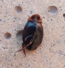 Thermonectus