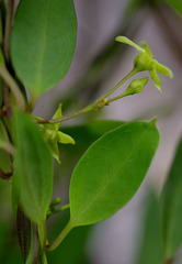 Vincetoxicum carnosum