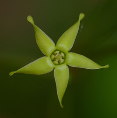 Vincetoxicum carnosum