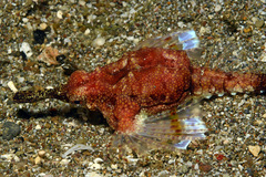 Eurypegasus draconis