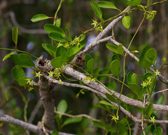 Vincetoxicum carnosum