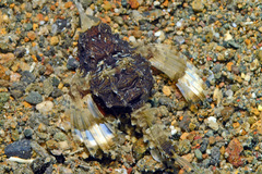 Eurypegasus draconis