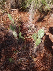 Opuntia austrina