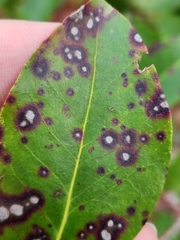 Mycosphaerella colorata