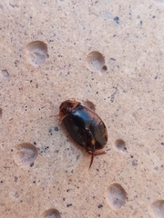 Thermonectus