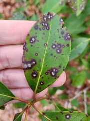 Mycosphaerella colorata