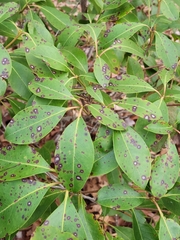 Mycosphaerella colorata