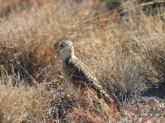 Anthus spragueii