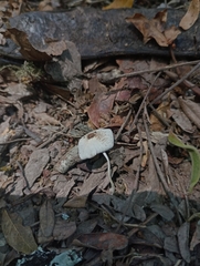 Leucocoprinus brebissonii