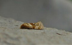 Gynnidomorpha romonana