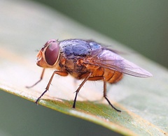 Calliphora stygia