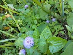 Centratherum punctatum