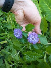 Centratherum punctatum