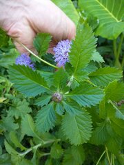 Centratherum punctatum