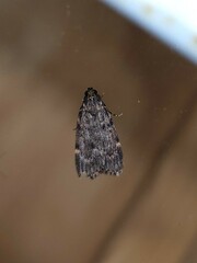 Mimaglossa nauplialis