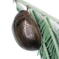 Dicranosterna semipunctata