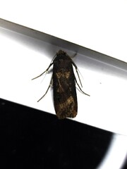 Agrotis ipsilon