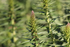 Echium candicans