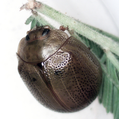 Dicranosterna semipunctata