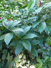 Costus spiralis