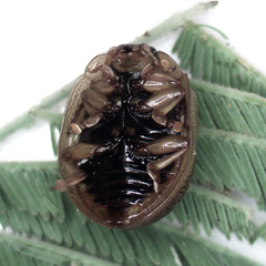 Dicranosterna semipunctata