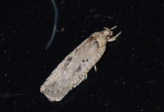Agonopterix canadensis