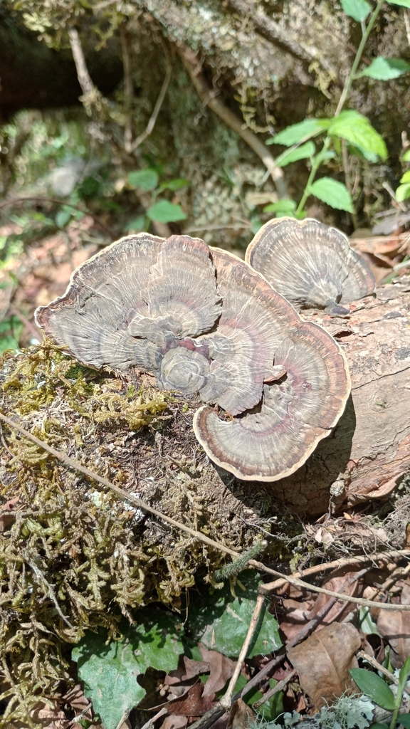 Hexagonia papyracea · November 2022 · photo: © carlarodriguez29 (iNaturalist, cc-by)