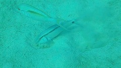 Parupeneus barberinus