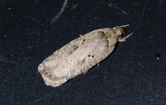 Agonopterix canadensis