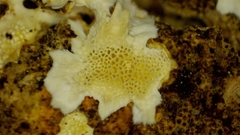 Antrodiella citrinella