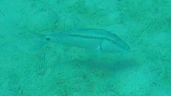 Parupeneus barberinus