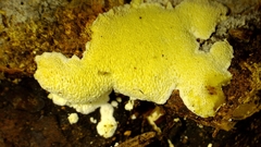 Antrodiella citrinella