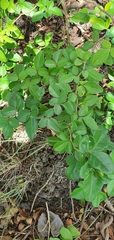 Triphasia trifolia