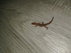 Sphaerodactylus vincenti