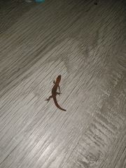 Sphaerodactylus vincenti