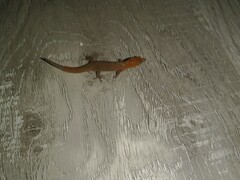 Sphaerodactylus vincenti