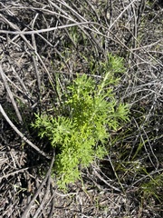 Eriophyllum confertiflorum