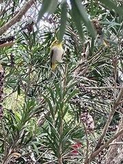 Zosterops simplex simplex