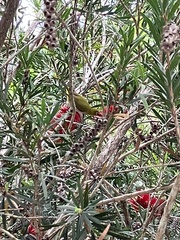 Zosterops simplex simplex