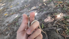 Mastigodryas alternatus