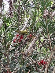 Zosterops simplex simplex