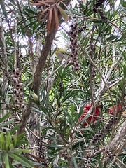 Zosterops simplex simplex