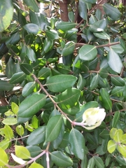 Metrosideros excelsa