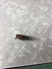 Amphipsalta cingulata