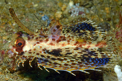 Dactyloptena orientalis