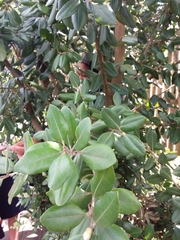 Metrosideros excelsa