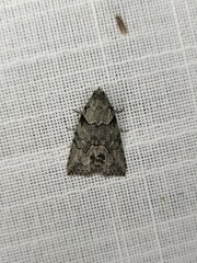 Calathusa basicunea