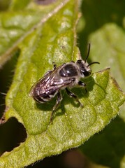 Colletes latitarsis