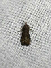 Heteromicta tripartitella