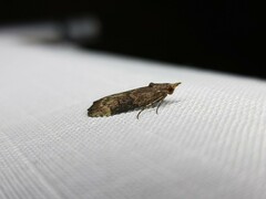 Heteromicta tripartitella